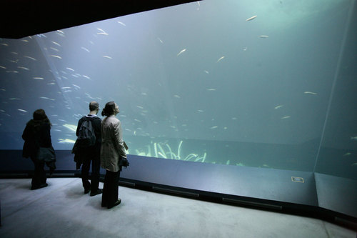 Ozeaneum-stralsund-j-m-schlorke-xz3m6156-schwarmfischbecken-tank-of-schooling-fish_large