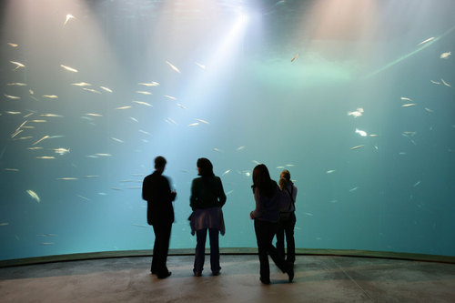 Ozeaneum-stralsund-j-m-schlorke-xz3m7070-schwarmfischbecken-tank-of-schooling-fish_large