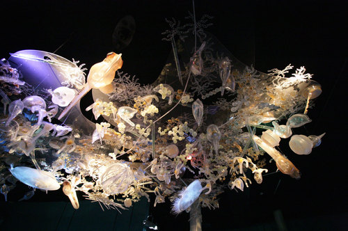 Ozeaneum-stralsund-j-m-schlorke-xz3m7634-plankton-ausstellung-ostsee-exhibition-baltic-sea_large