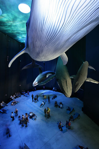 Ozeaneum-stralsund-j-m-schlorke-xz3m8061-riesen-der-meere-giants-of-the-sea_large