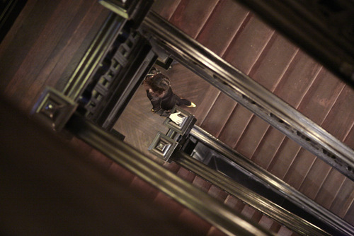 Twin_stair_large