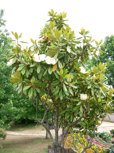 Magnolia_grandiflora10_large