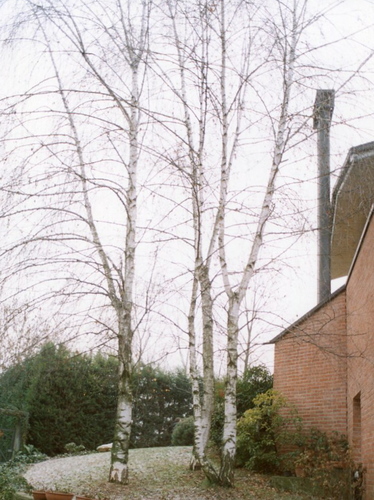 Img019_large