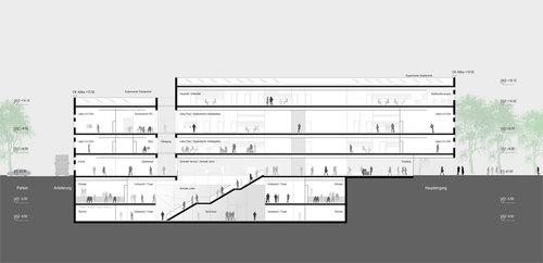 Longitudinal_1_large