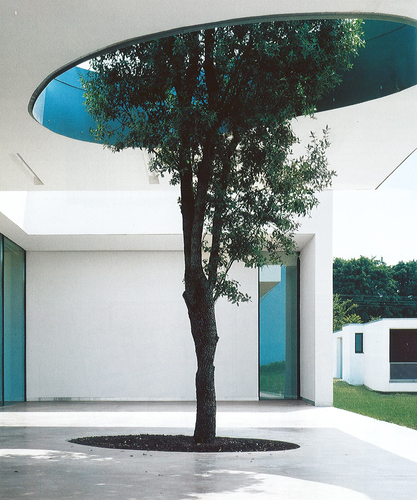 Albero_large