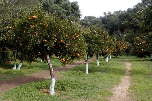 Citrus_large