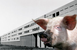 011pr-collage01_normal