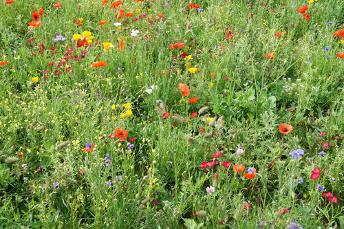 Prato_fiorito_large