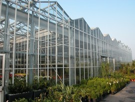 Cf_plants_normal