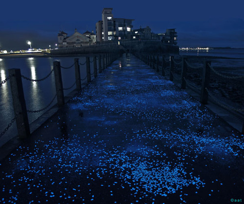 12_passeggiata_luminescente_05_large