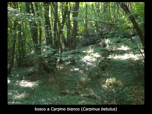 Parco_comunale-3