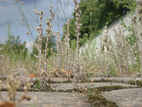 20_gap-vegetation_fugmannjanotta_large