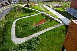 Green-burm_normal