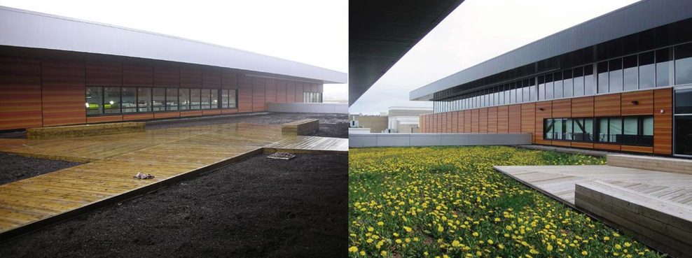 Green-roof_full