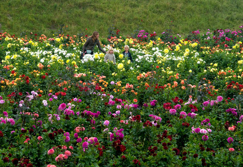 Entrenchedgarden04_large