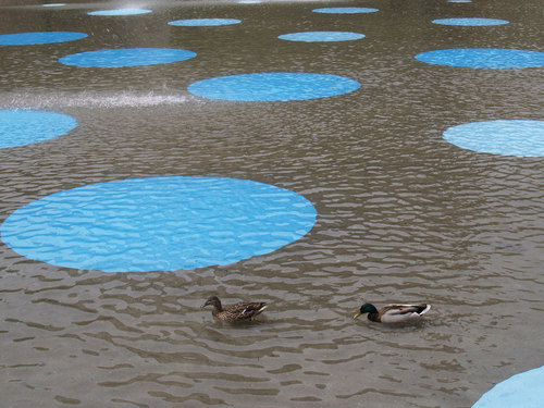 Ndo_bigsky_ducks_large