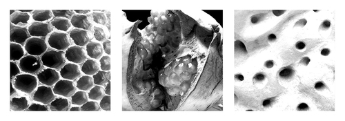 Esponja_large