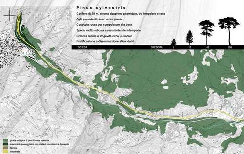 Pineta_large