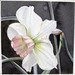 Narcissus_bell_song_13x13_thumb