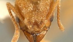 Radiohead get ant species named after them