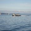 WESTRAL 31 WILDLIFE BOAT Boat for sale at findafishingboat