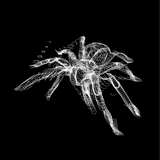 Tee Submission: Spider