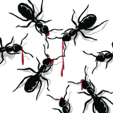 Tee Submission: Big Black Ants Attack!