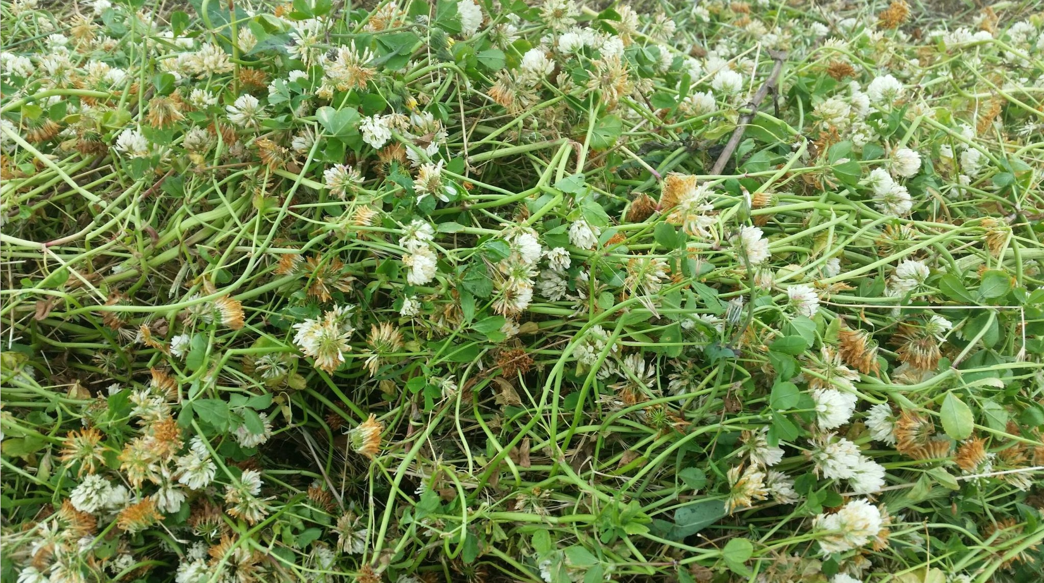 Balansia Clover 80 & Wimmera Ryegrass Hay 8x4x3 60 x 600 KG