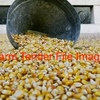 800/mt of Corn, tested gritting  - Grain