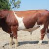 Pure Maine-Anjou Bull - Livestock