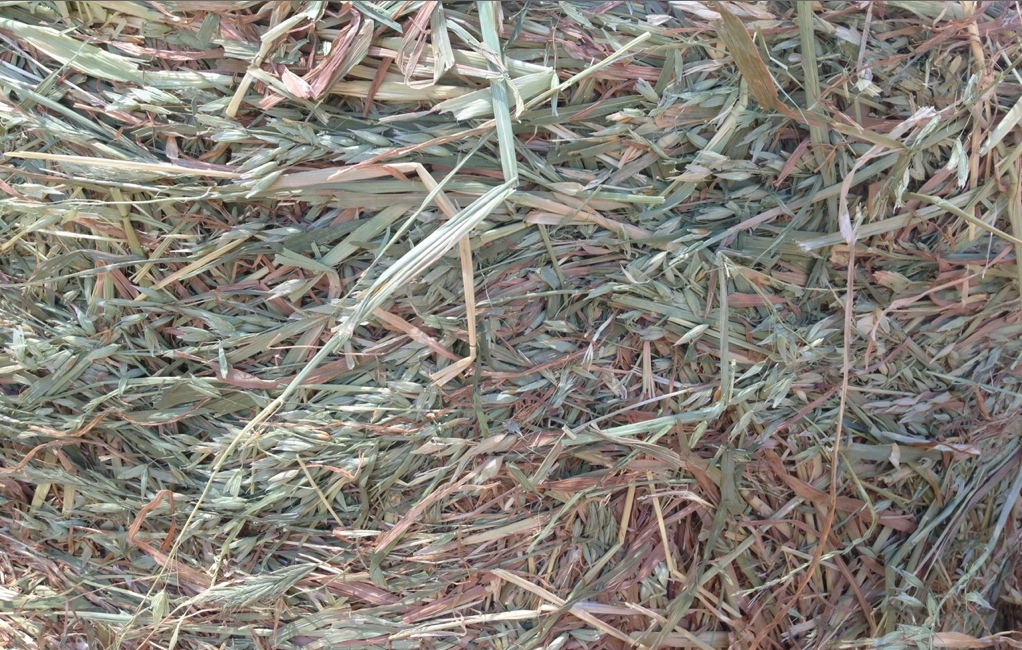 Oaten Rye Clover Hay For Sale in 8x4x4's Delivered Hay