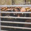 Cattle/Livestock Panels - Livestock