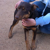 For Sale Kelpie Pups - Livestock