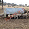 100% Hay Sheep Feeders - Livestock