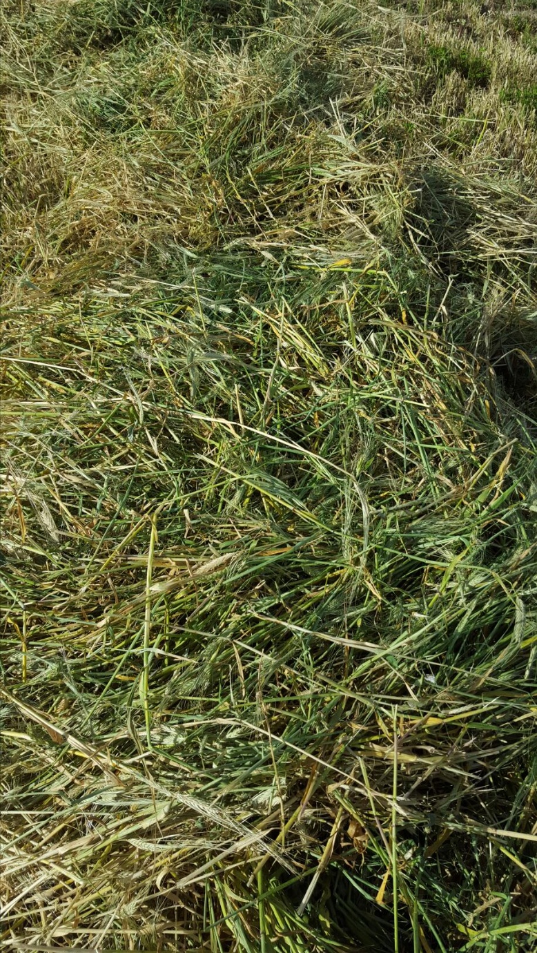 Lucerne & Barley Hay 50 x 50 8x4x3 New Season x 250 m/t Hay