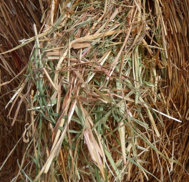 Pasture Hay For Sale Rye & Clover Delivery Only Hay