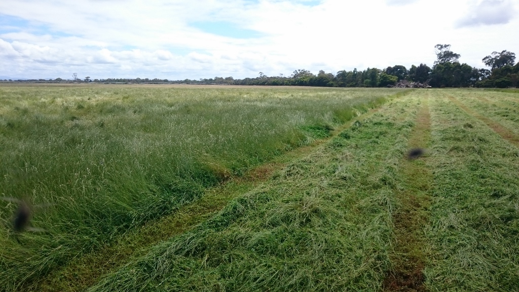 Clover Rye Grass Hay Hay & Fodder Clover Hay For Farm Tender