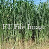 For Sale 47 Bales of Sudax Hay in 8x4x3's - Hay
