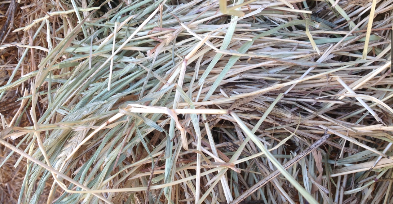 Barley and Rye hay Hay & Fodder Barley Hay For Farm Tender