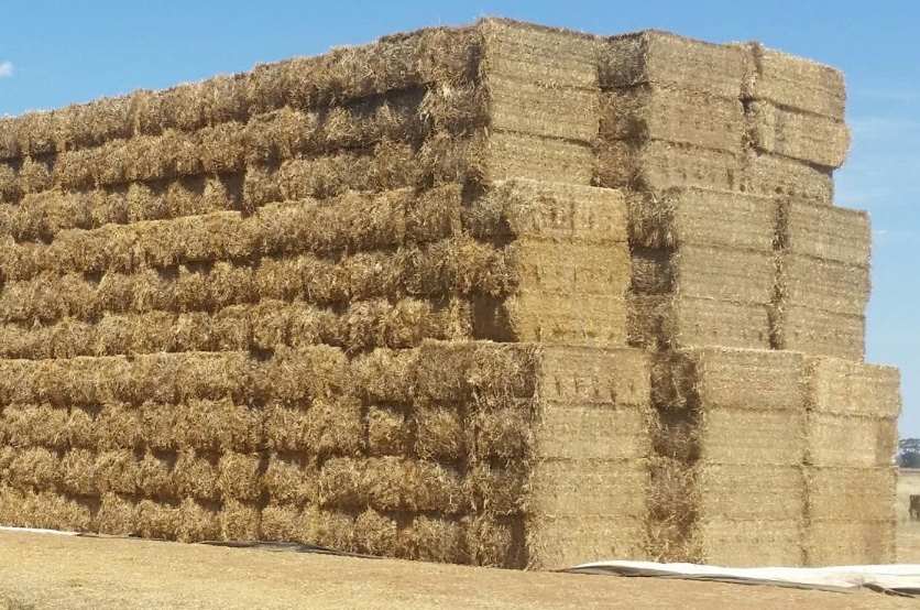 Barley Straw 8x4x3 360 x 515 Approx Bales. Hay & Farm Tender