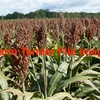 Sorghum Hay - Hay