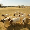 Boer Goats - Wethers - Livestock