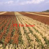 For Sale Sorghum Hay in 4x4 Round Bales - Hay