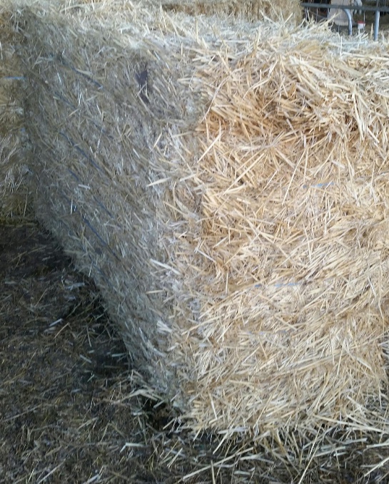 100mt of Wheat Straw Shedded Hay & Fodder Straw For Sale