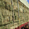 For Sale Small Squares Lucerne Hay - Hay