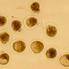 13 Imported US & CAN Embryo's ( Dairy ) - Livestock