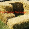 For Sale Pea Straw in Small Squares - Hay