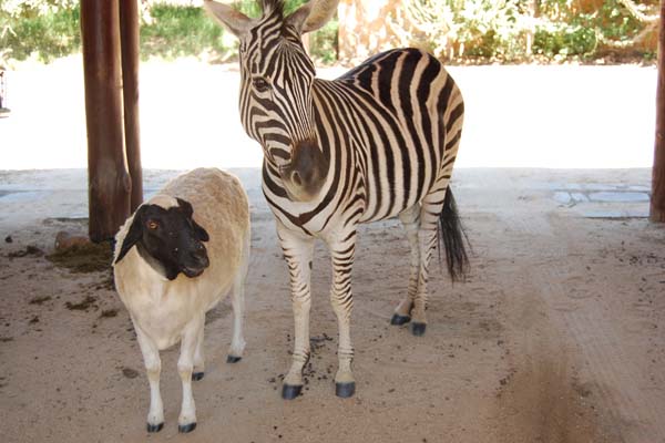 Best Friends Best friends