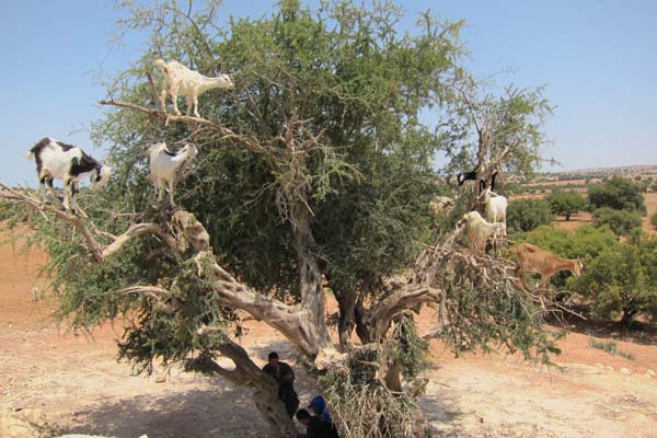 Goats in a tree Goats in a tree