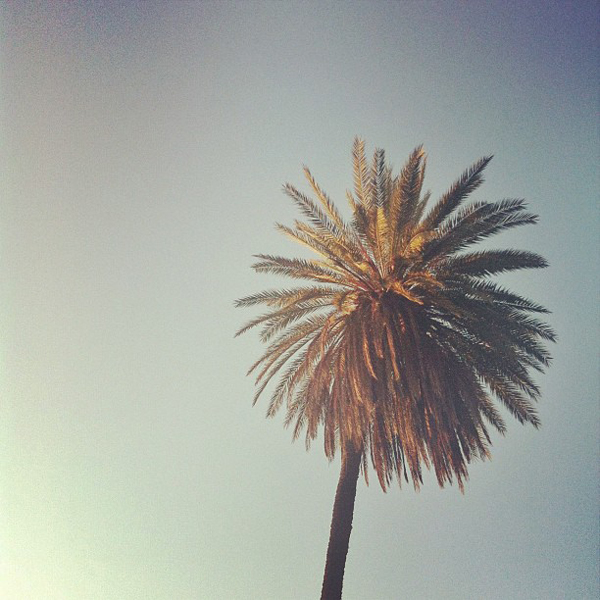 Nicolee Drake's Rome